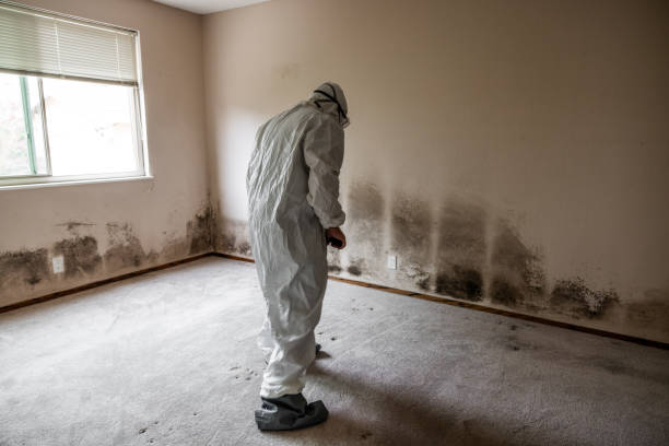 Best Post-Flood Mold Remediation in Beckett, NJ